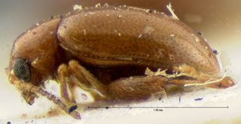 Media type: image; Entomology 18872   Aspect: habitus lateral view